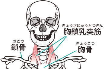 胸鎖乳突筋のストレッチ 胸鎖乳突筋のストレッチ