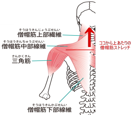 僧帽筋のストレッチ 僧帽筋のストレッチ