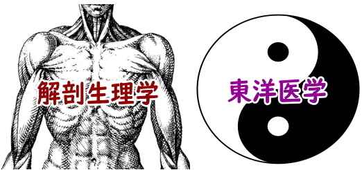 4 解剖学と東洋医学のメリット