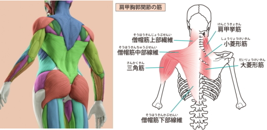 アロマセラピストのスキルアップ方法 かおり やすらぎ アロマセラピストのスキルアップ方法 かおり やすらぎ