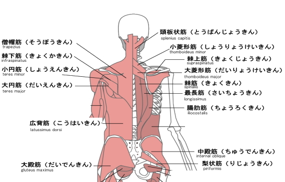 11 覚えるべき筋肉は これだ 11 覚えるべき筋肉は これだ