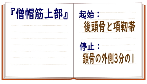 12 筋肉の覚え方のコツ 12 筋肉の覚え方のコツ
