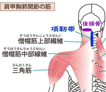 筋肉覚え方