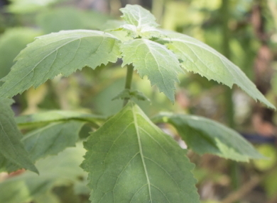 ストレスにおすすめのアロマ ストレスにおすすめのアロマ