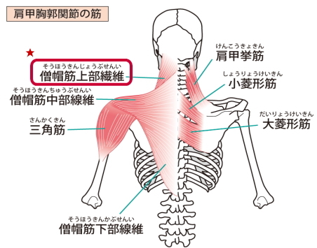 僧帽筋上部の痛みとコリ