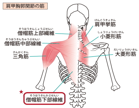 僧帽筋下部の痛みとコリ 僧帽筋下部の痛みとコリ