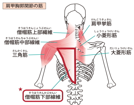 僧帽筋下部の痛みとコリ 僧帽筋下部の痛みとコリ