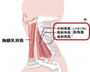 鍼灸で頭痛 肩こりを治療 鍼灸アロマ治療院 かおり やすらぎ 鍼灸で頭痛 肩こりを治療 鍼灸アロマ治療院 かおり やすらぎ