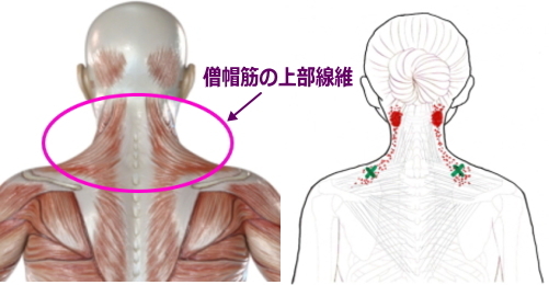 後頭部 首 の 付け根