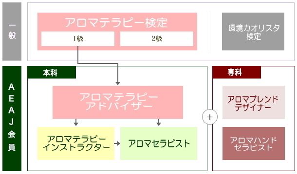 アロマテラピー資格のステップを示した図(検定からセラピストまでの流れ)