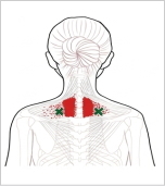僧帽筋中部線維 トリガーポイント 肩甲骨の内側のコリ