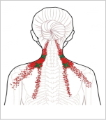 肩甲挙筋 トリガーポイント 首から肩のコリ