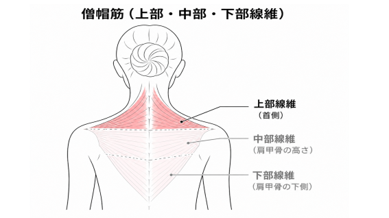 僧帽筋上部線維の位置と首肩の筋肉