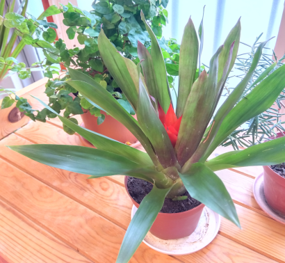 葉の中心に赤い花芽が見え始めたアナナス