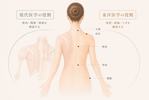 東洋医学と現代医学、それぞれの役割を組み合わせて身体を確認するイメージ図