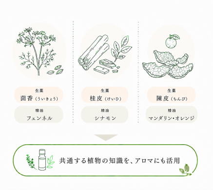 漢方の生薬と精油に共通する植物を示したイラスト